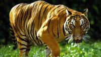 Малайзия планирует удвоить популяцию малайских тигров к 2022 году