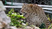 В Сочи весной стартует видеотрансляция проекта по разведению леопарда