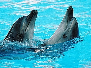 Активисты требуют закрыть столичные дельфинарии