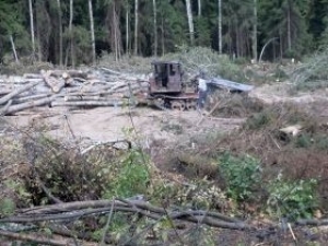 Защитники Химкинского леса подали иск против строителей трассы