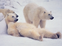 Администрация президента США встает на защиту белых медведей и создает спецзону на Аляске для их обитания