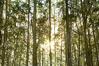 «Экологический десант» высадил в Сочи более 150 деревьев