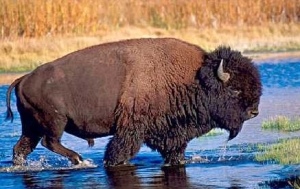 Партия бизонов из канадского заповедника «Элк-Айленд» готовится к отправке в Якутию